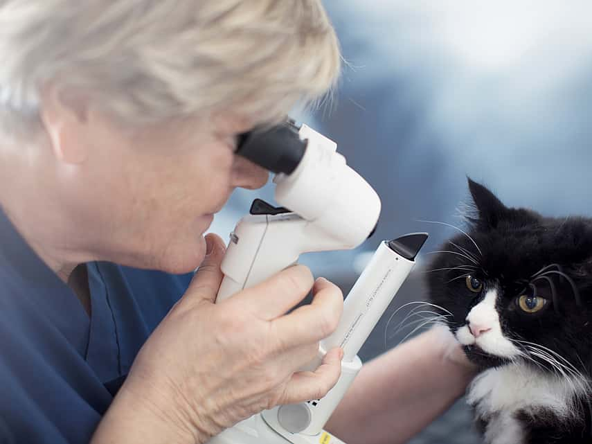 Détection des tares oculaires chez le chat