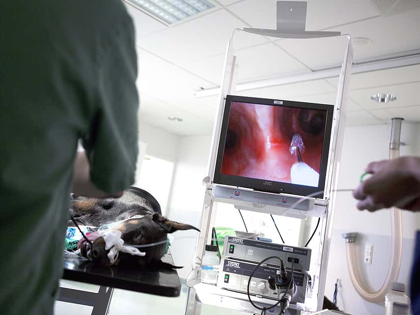 Endoscopie chez le chien