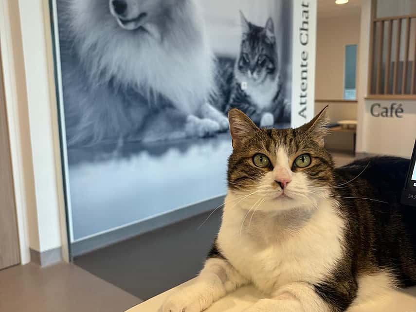 Le CHV AniCura Armonia obtient le label CatFriendly