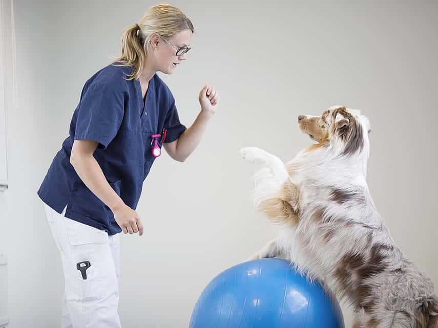 Bilan de santé chez le chien