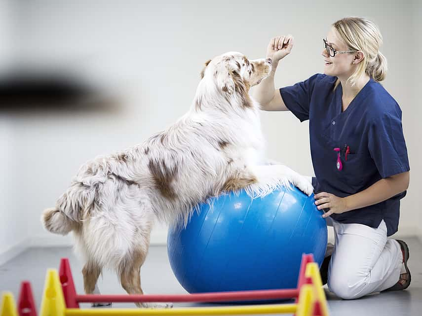 Étirements chez le chien