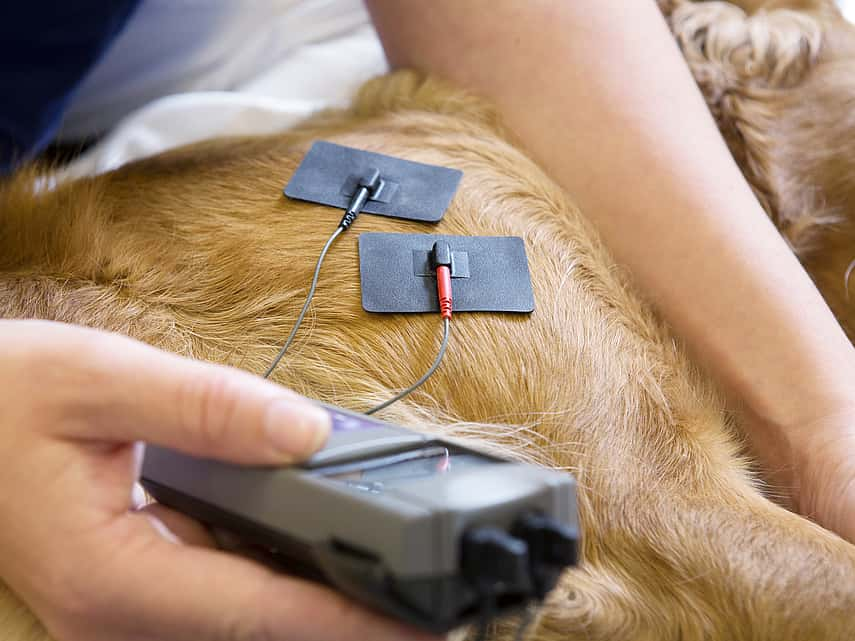 Électrothérapie chez le chien