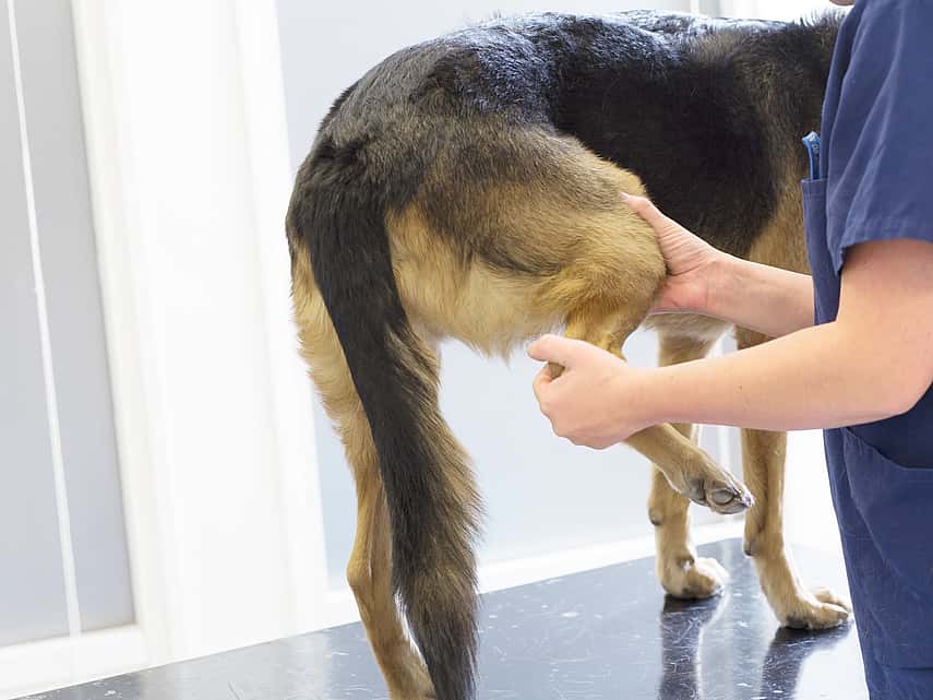 TPLO (Opération des ligaments croisés) chez le chien