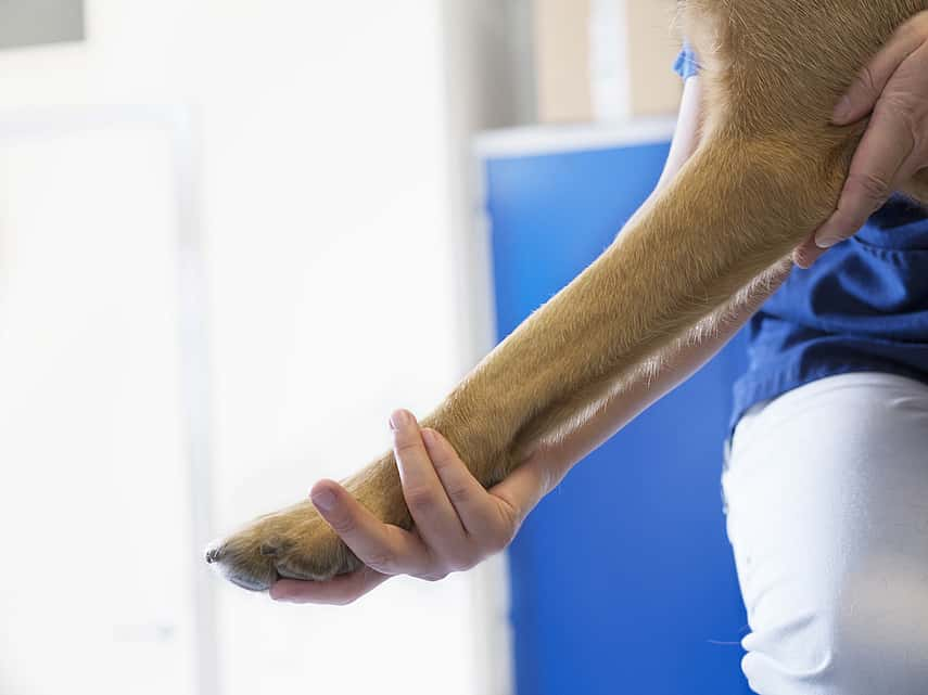 Chirurgie articulaire chez le chien