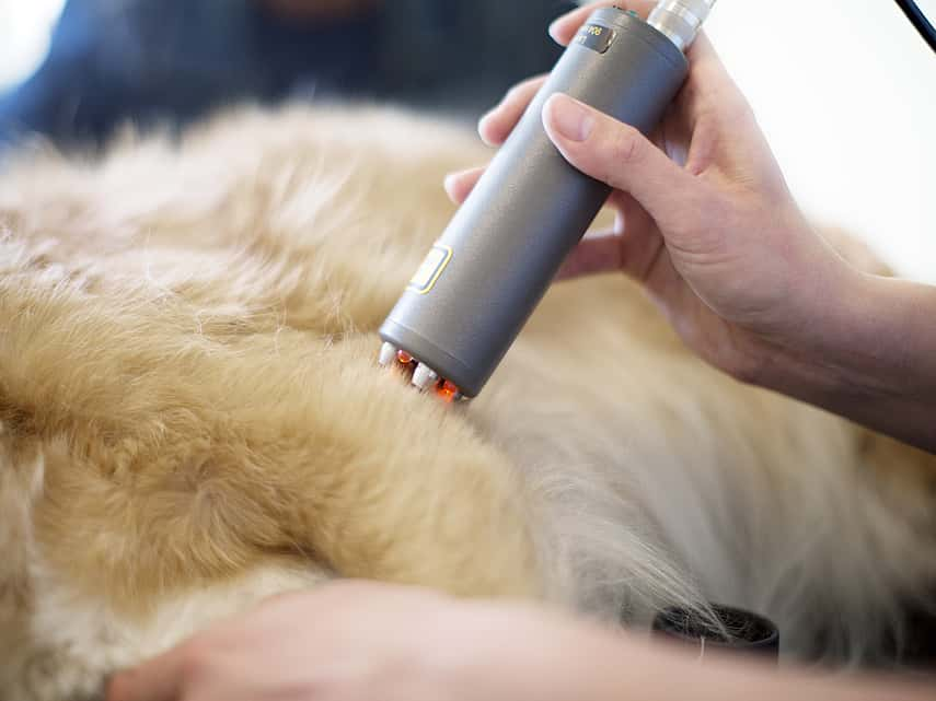 Traitement par la chaleur et par le froid pour le chien