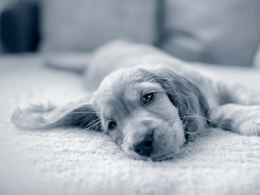 Apprendre à son chiot à rester seul à la maison