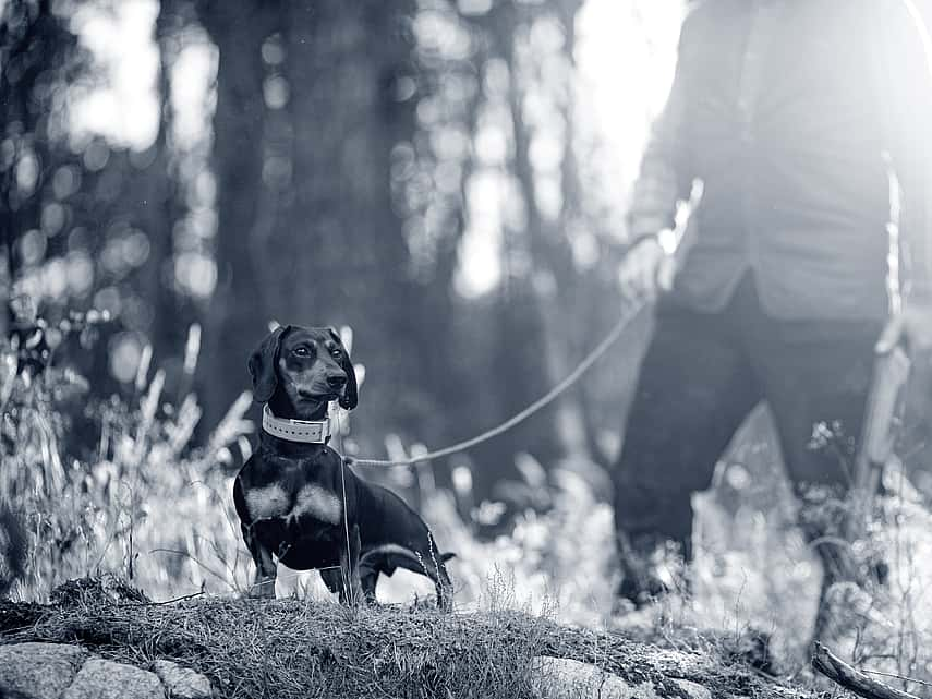 Anaplasmose chez le chien