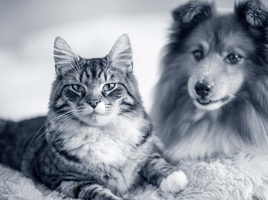Anémie hémolytique à médiation immunitaire (AHMI) chez le chien ou le chat