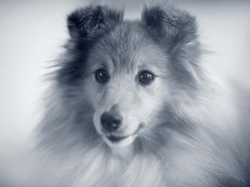 Examen neurologique chez le chien