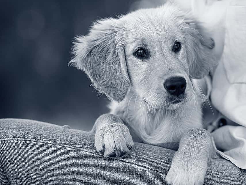 Préparer sa maison pour accueillir un chiot