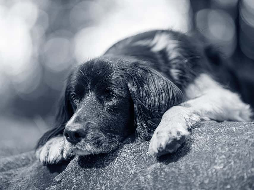 Maladies des voies urinaires chez le chien