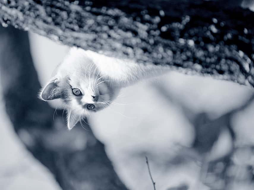 Vermifugation du chat