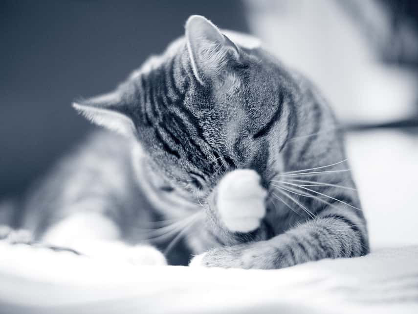 Cat washing his nose