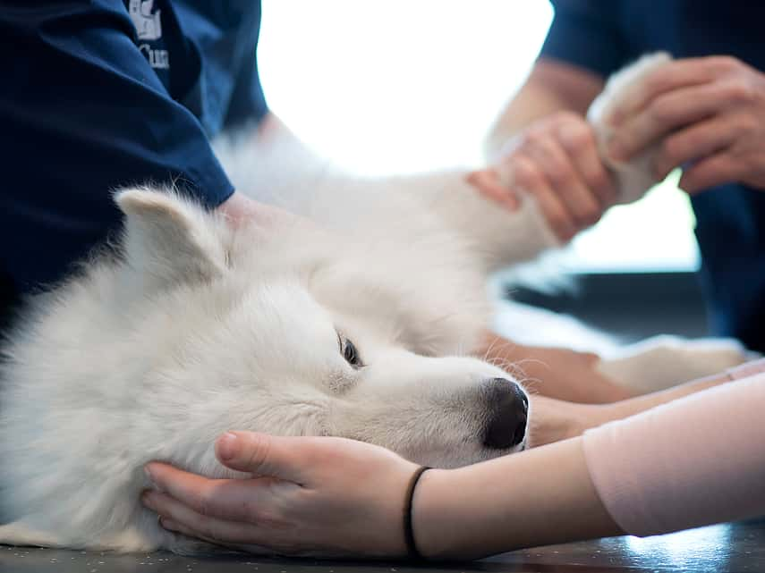 Dysplasie de la hanche chez le chien