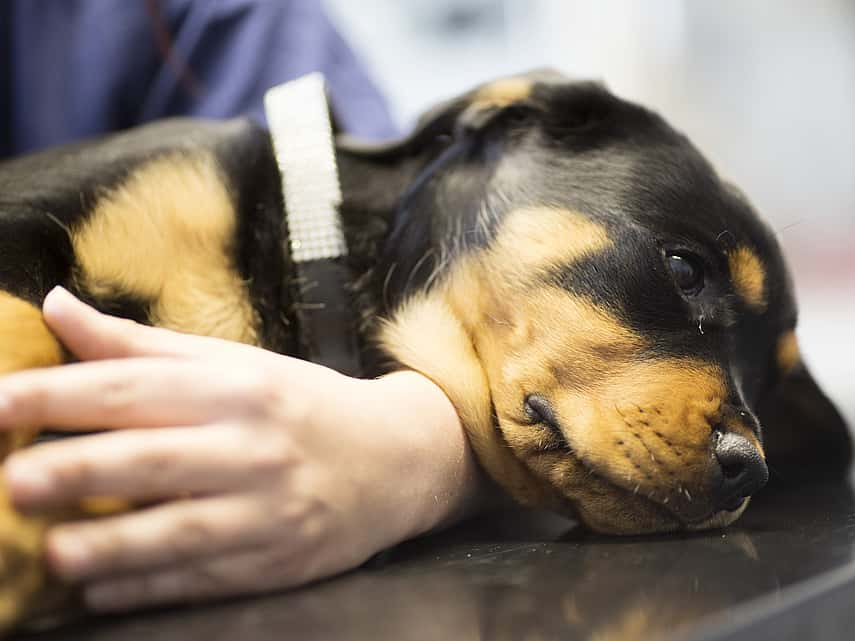 Diarrhée chez le chien