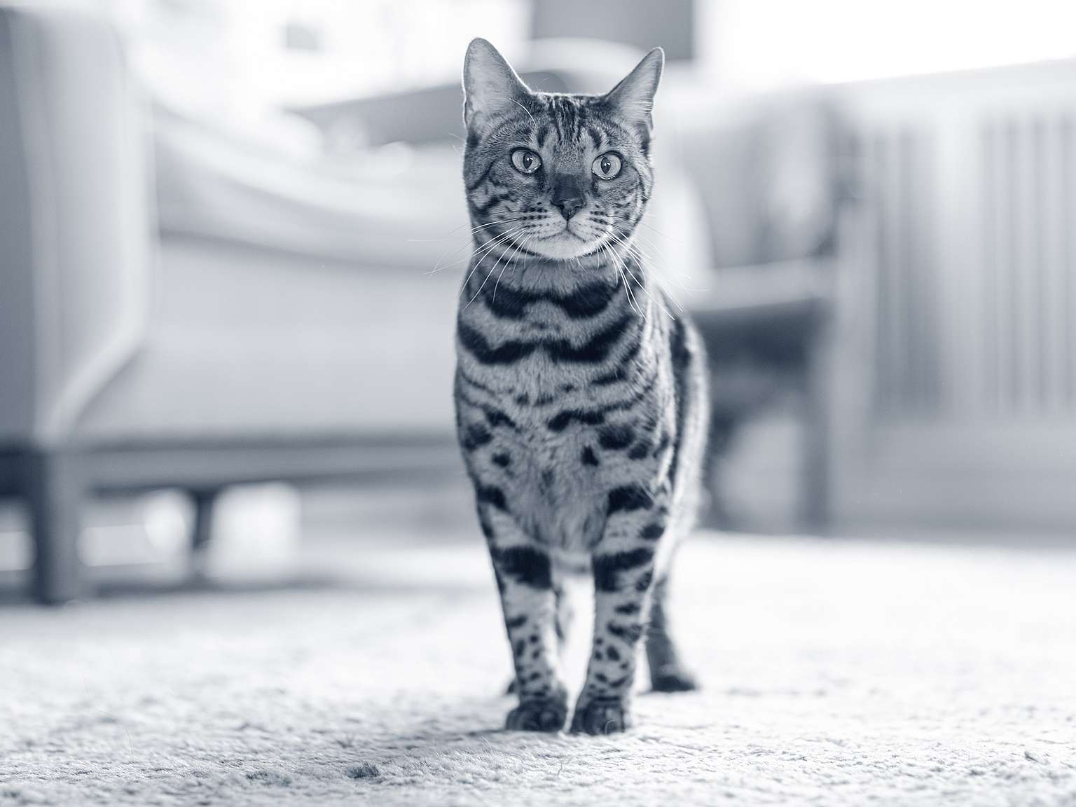 Bengal