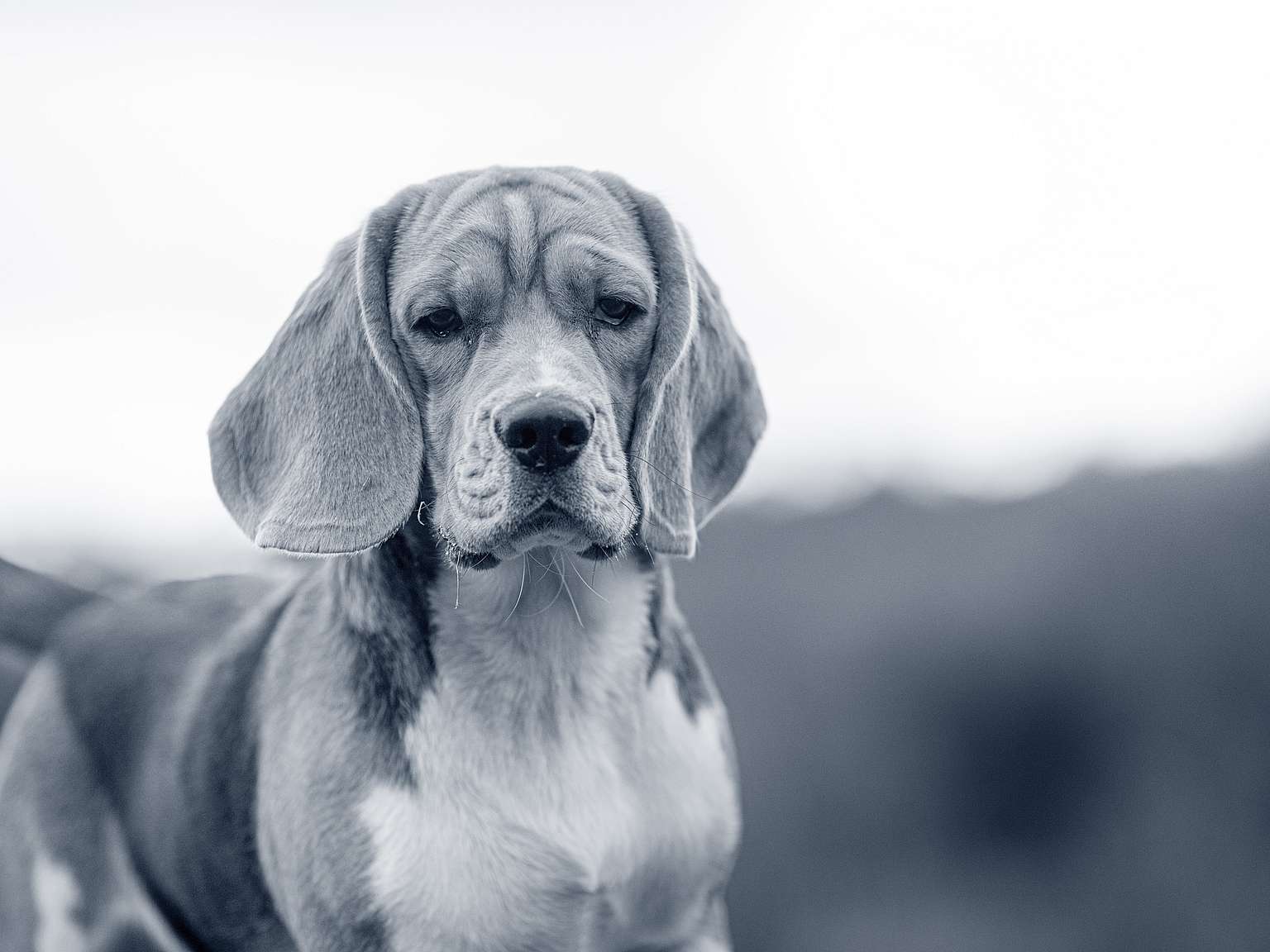 Beagle