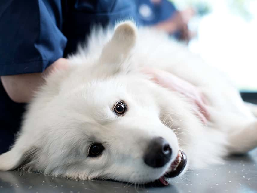 Intoxication de mon chien à l’éthylène glycol