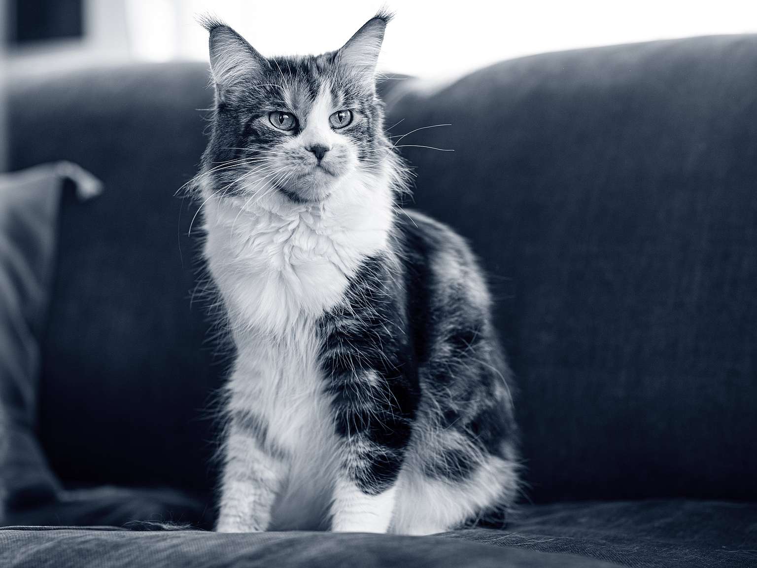 Maine Coon