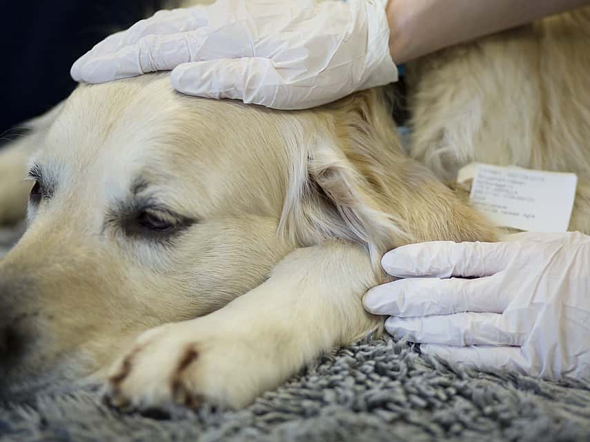 Empoisonnement à l’oignon chez le chien