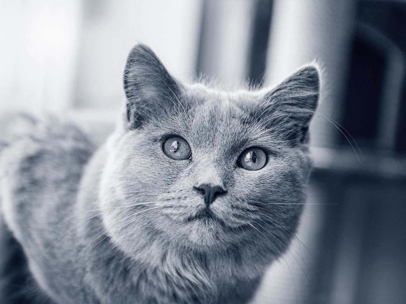 Chartreux