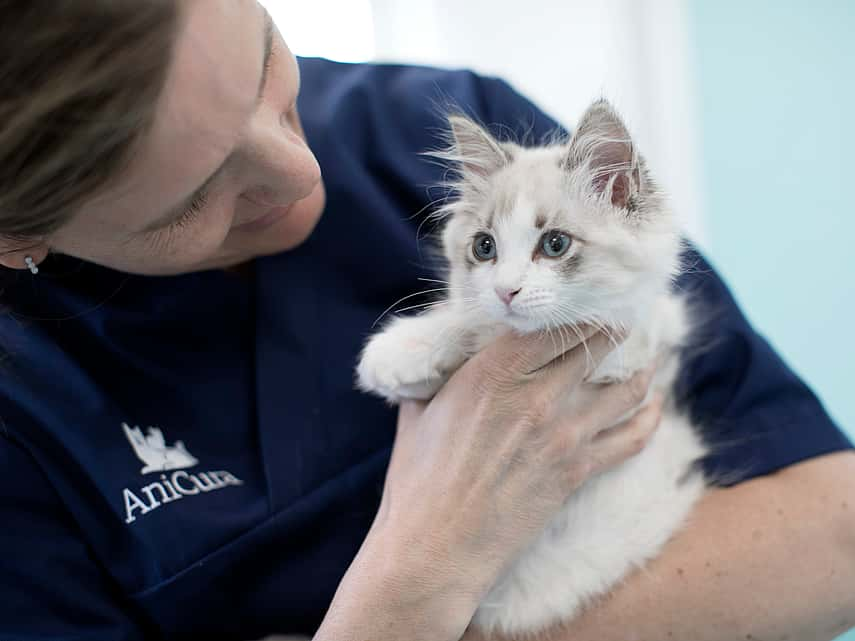 Toux et éternuements chez le chat