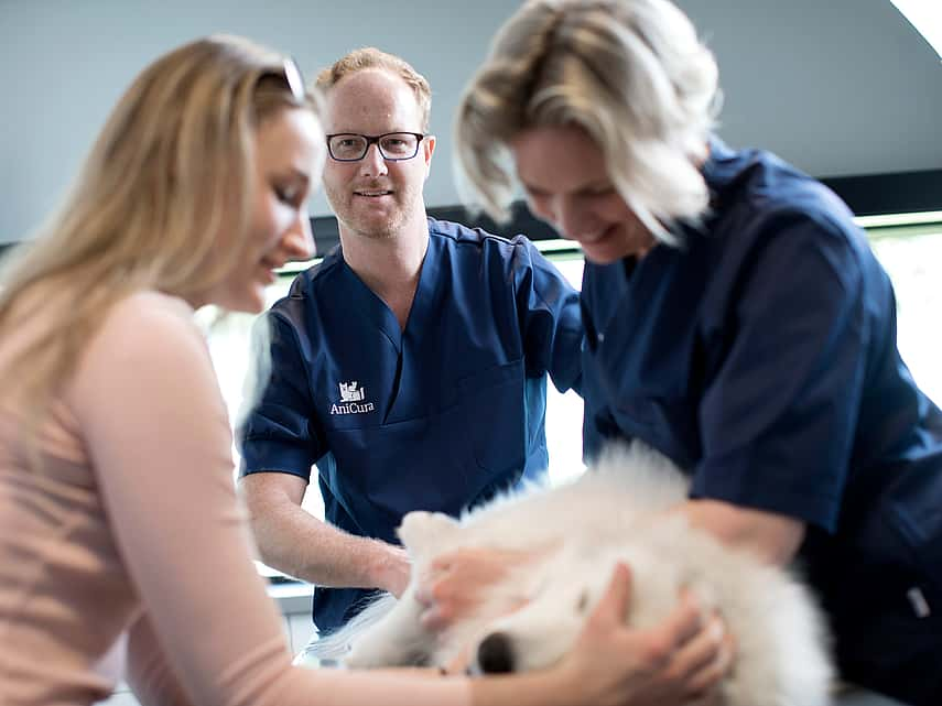 Grossesse nerveuse chez le chien