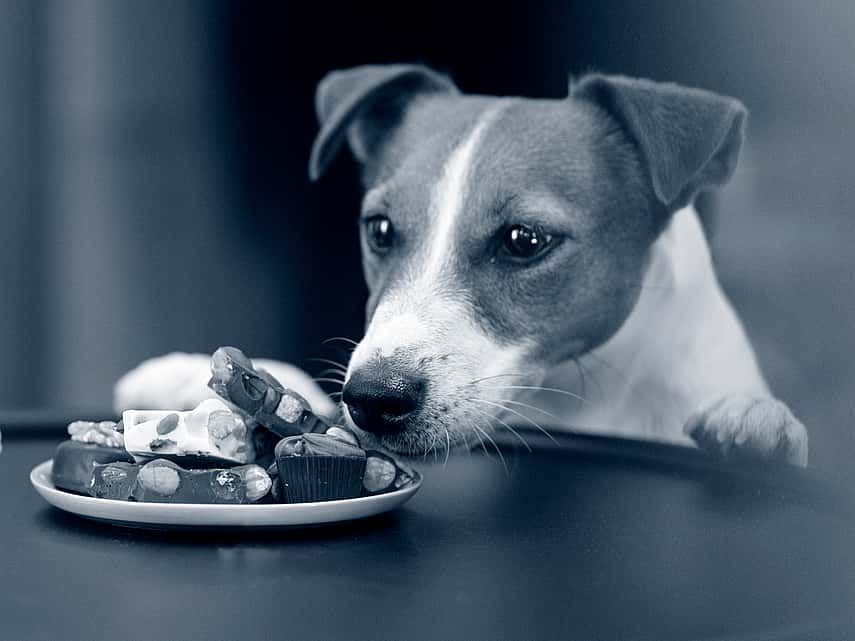 Empoisonnement au chocolat chez le chien