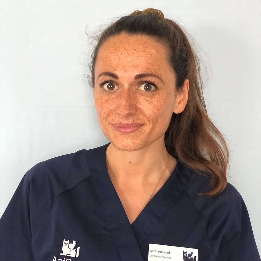 Dr. Vet. Bossard, Chirurgie à la clinique Saint Roch à La Rochelle