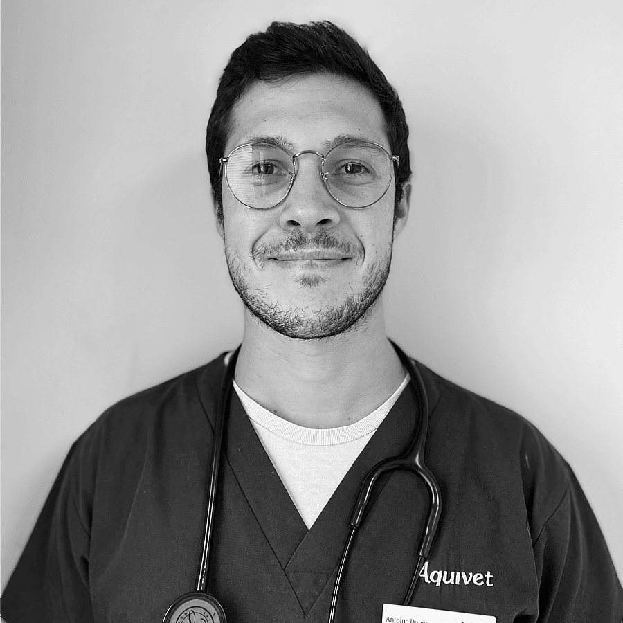 Dr. Vet Dubès, Assistant en cardiologie au CHV Aquivet (près de Bordeaux)