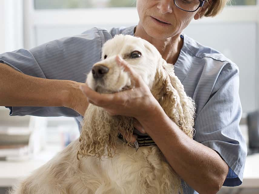 Ecoulement nasal chez le chien