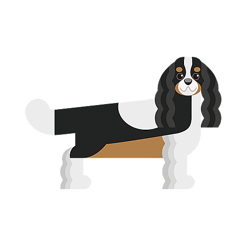 Cavalier King Charles Spaniel