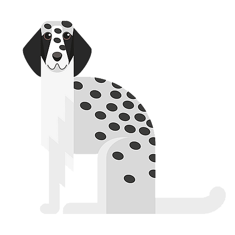 Setter Anglais