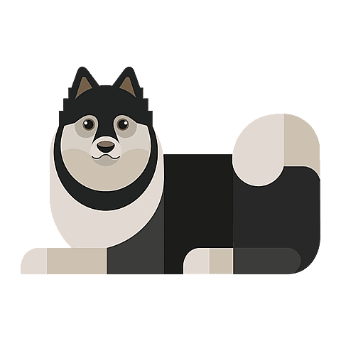 Chien Finnois de Laponie