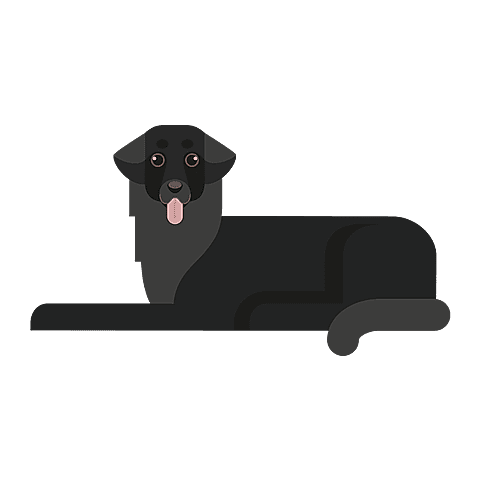 Retriever à Poil Plat