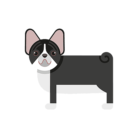 Bouledogue Français