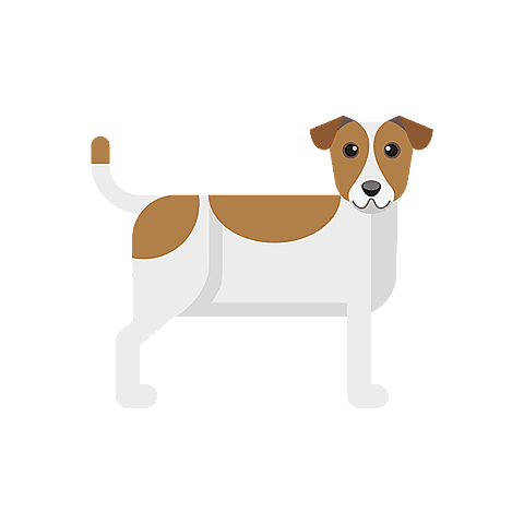 Jack Russell