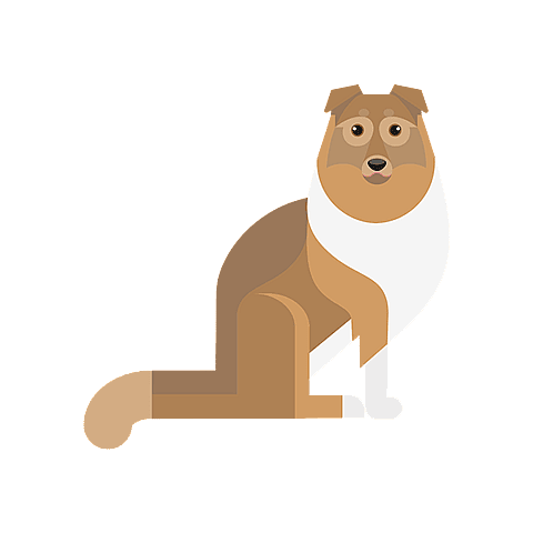 Chien de berger des Shetland