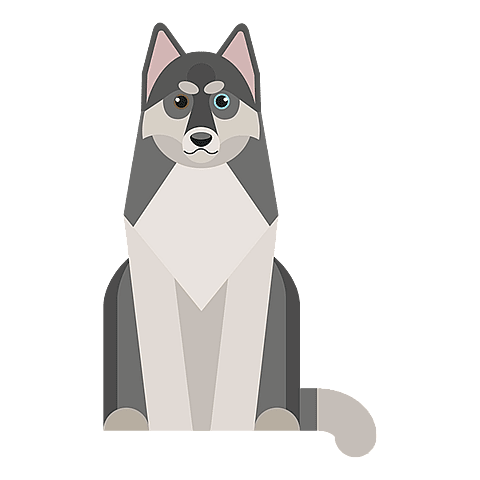 Husky de Sibérie