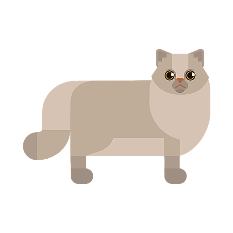 British Longhair
