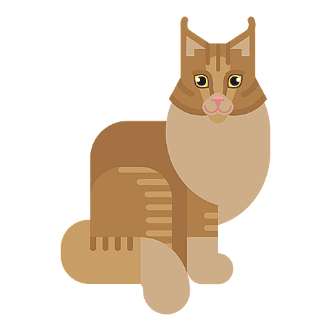 Maine Coon
