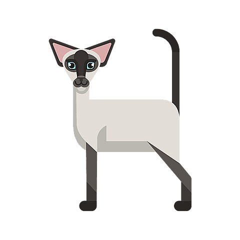 chat siamois