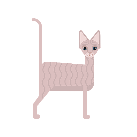 chat Sphynx