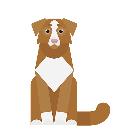 Retriever de la Nouvelle-Écosse