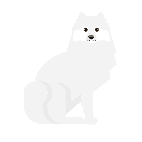 Samoyède