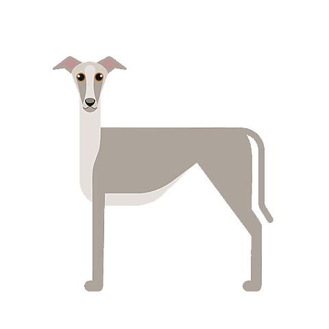 Whippet