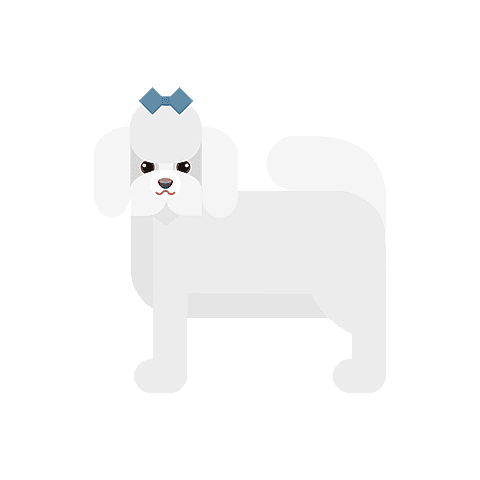 Coton de Tuléar