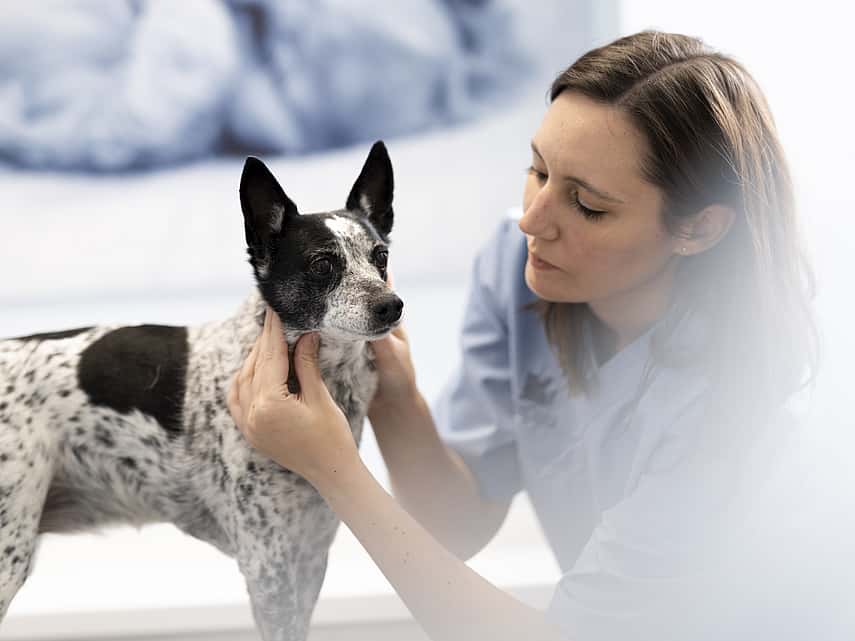 la Kératoconjonctivite sèche chez le chien