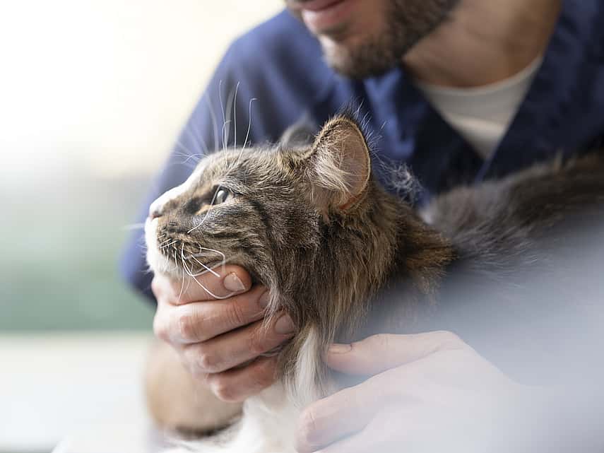 Hypersalivation chez le chat