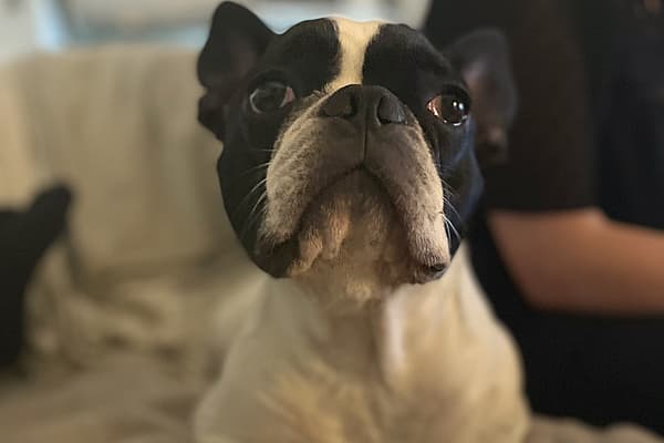 Un chien assis sur un canapé.